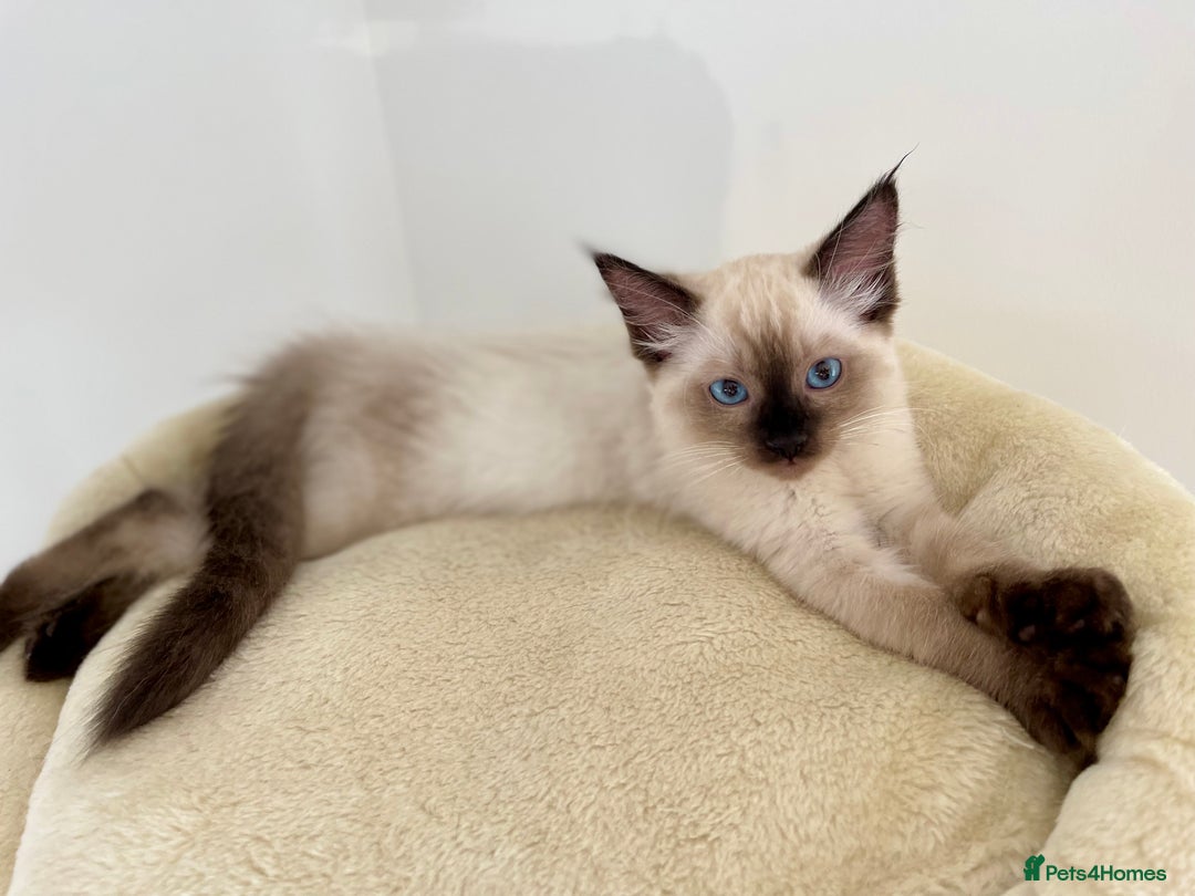 Ragdoll cats for sale: GCCF Champion Line Pedigree Ragdoll Kittens - Image 5