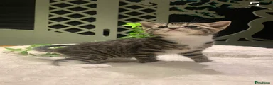 Mixed Breed Kitten 5