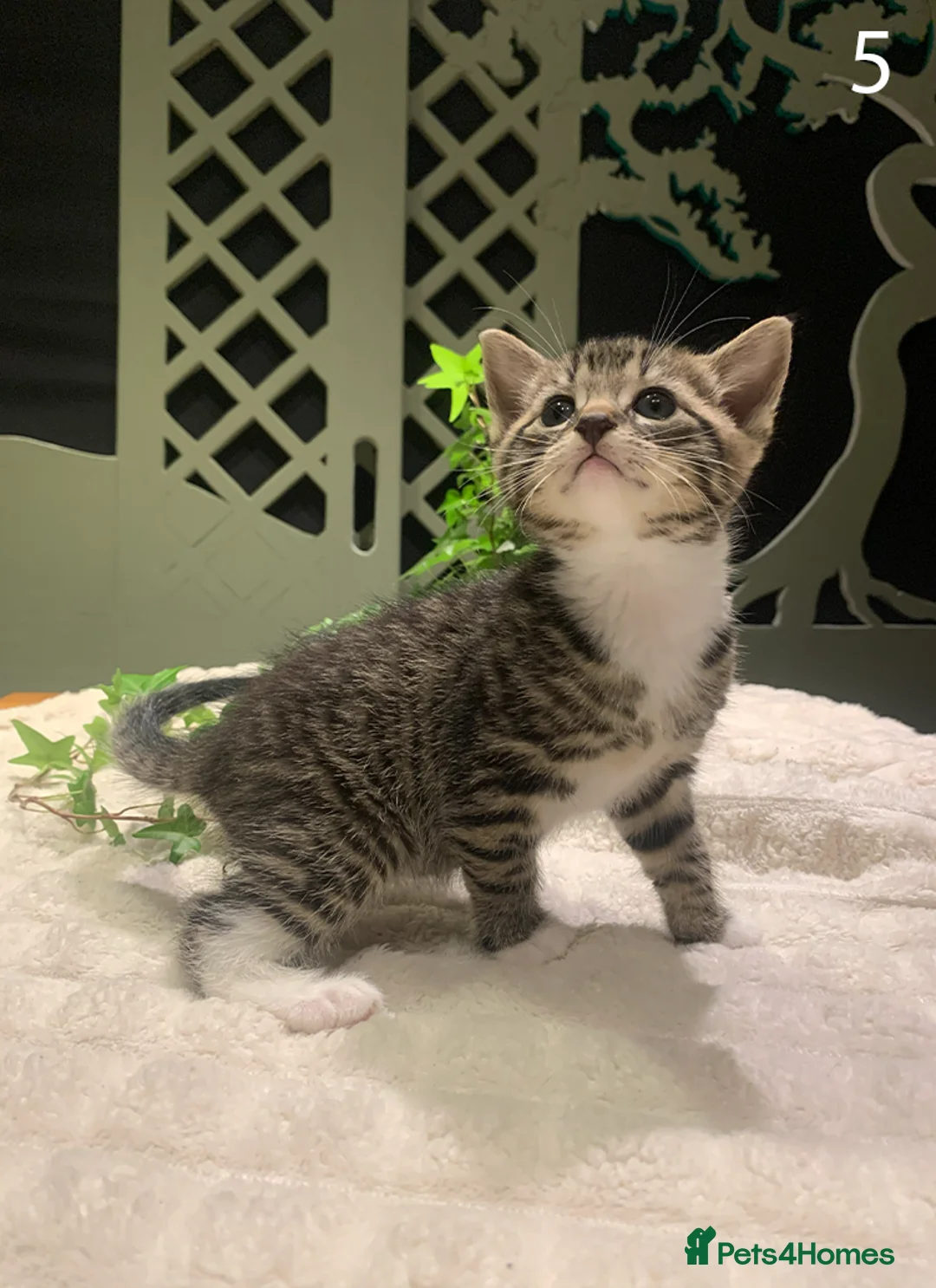 Mixed Breed cats for sale: KITTENS! Batch of cuties for sale in Basingstoke - Advert 2