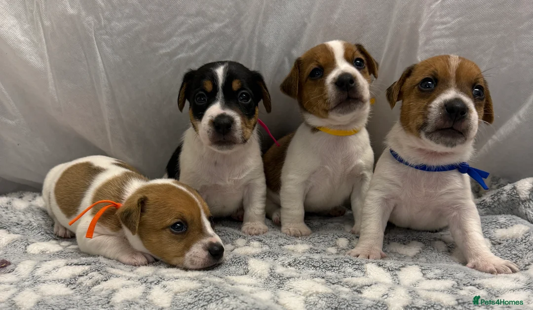 Jack Russell dogs for sale: Bred From Health Tested Parents Jack Russell Pups - Advert 1