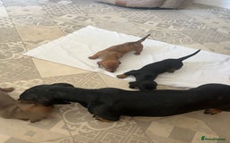 Dachshund dogs for sale: Miniature dachshunds  - Image 8