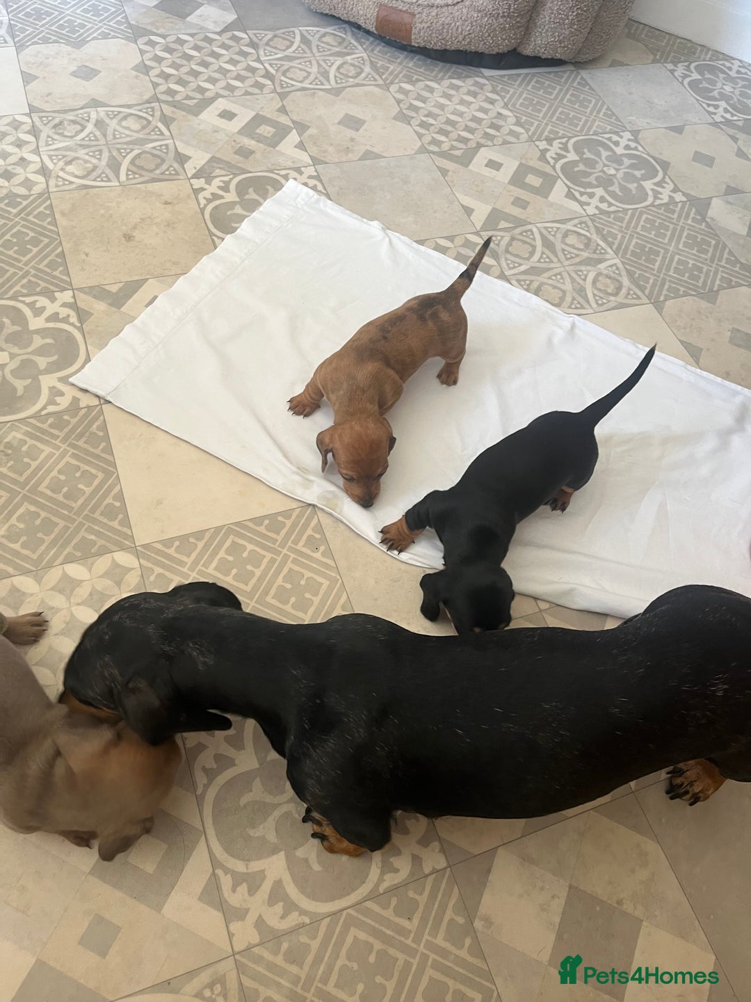 Dachshund dogs for sale: Miniature dachshunds  - Image 8