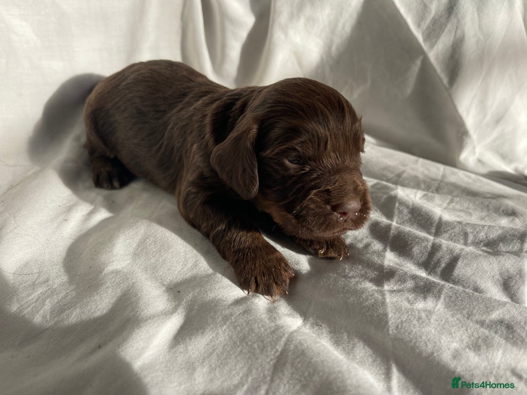 Cocker Spaniel dogs for sale: Cocker Spaniel puppies - Advert 4
