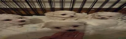 Bichon Frise dogs for sale: 4 lovely bichon frise puppies  - Advert 3