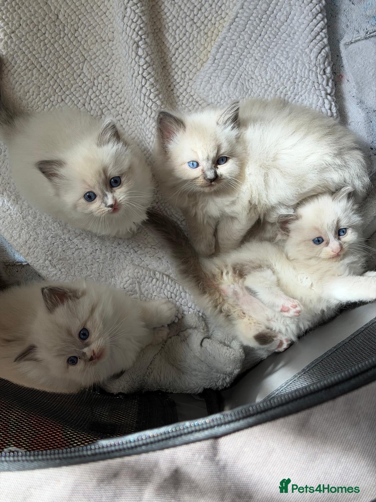 Ragdoll cats Beautiful Ragdoll💙3 Blue Bi-Colour & 2 Blue Point - Advert 2
