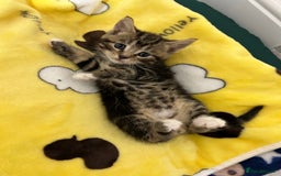 Mixed Breed cats for sale: Kittens lovely kittens  - Advert 14