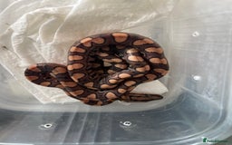 Boa Snake reptiles for sale: Brazilian rainbow boa babies  - Image 2