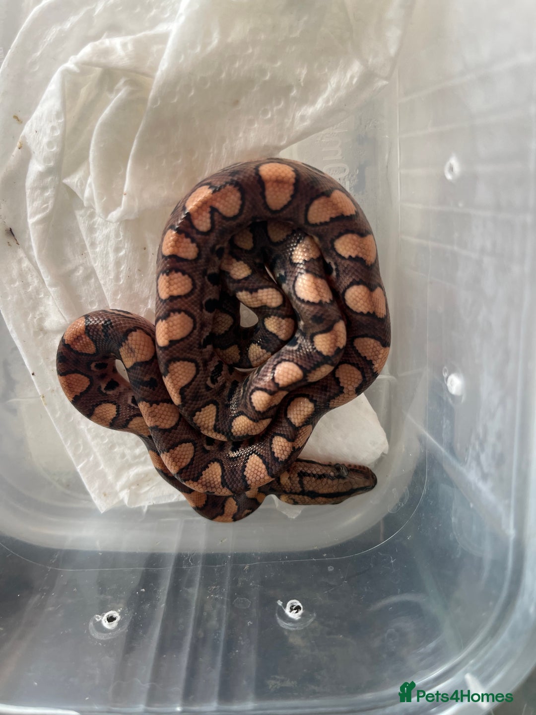 Boa Snake reptiles for sale: Brazilian rainbow boa babies  - Image 2