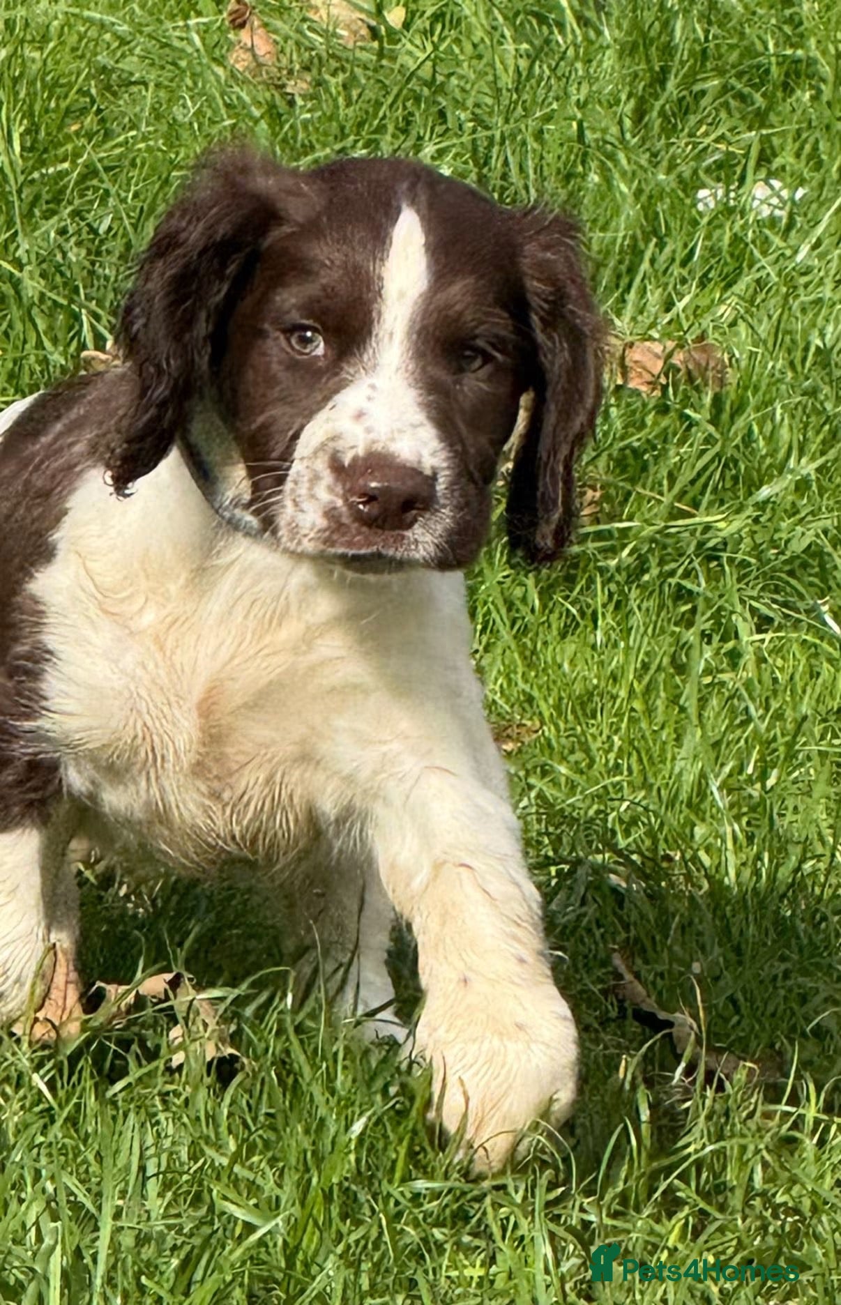 English Springer Spaniel dogs Working English Springer Spaniel Puppies - Advert 1