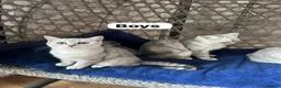 British Shorthair cats for sale: Beautiful British Shorthair - Advert 10