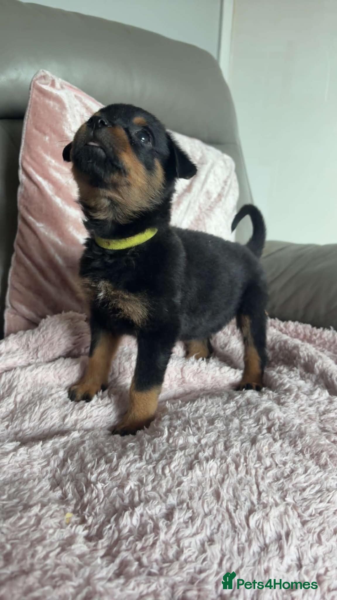 Rottweiler dogs Rottweiler puppy's *KC reg* German rottweilers  - Advert 1