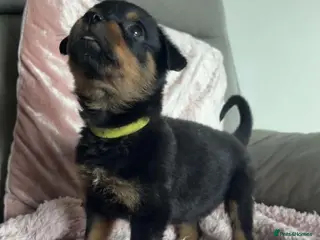 Rottweiler dogs Rottweiler puppy's *KC reg* German rottweilers - Advert 1