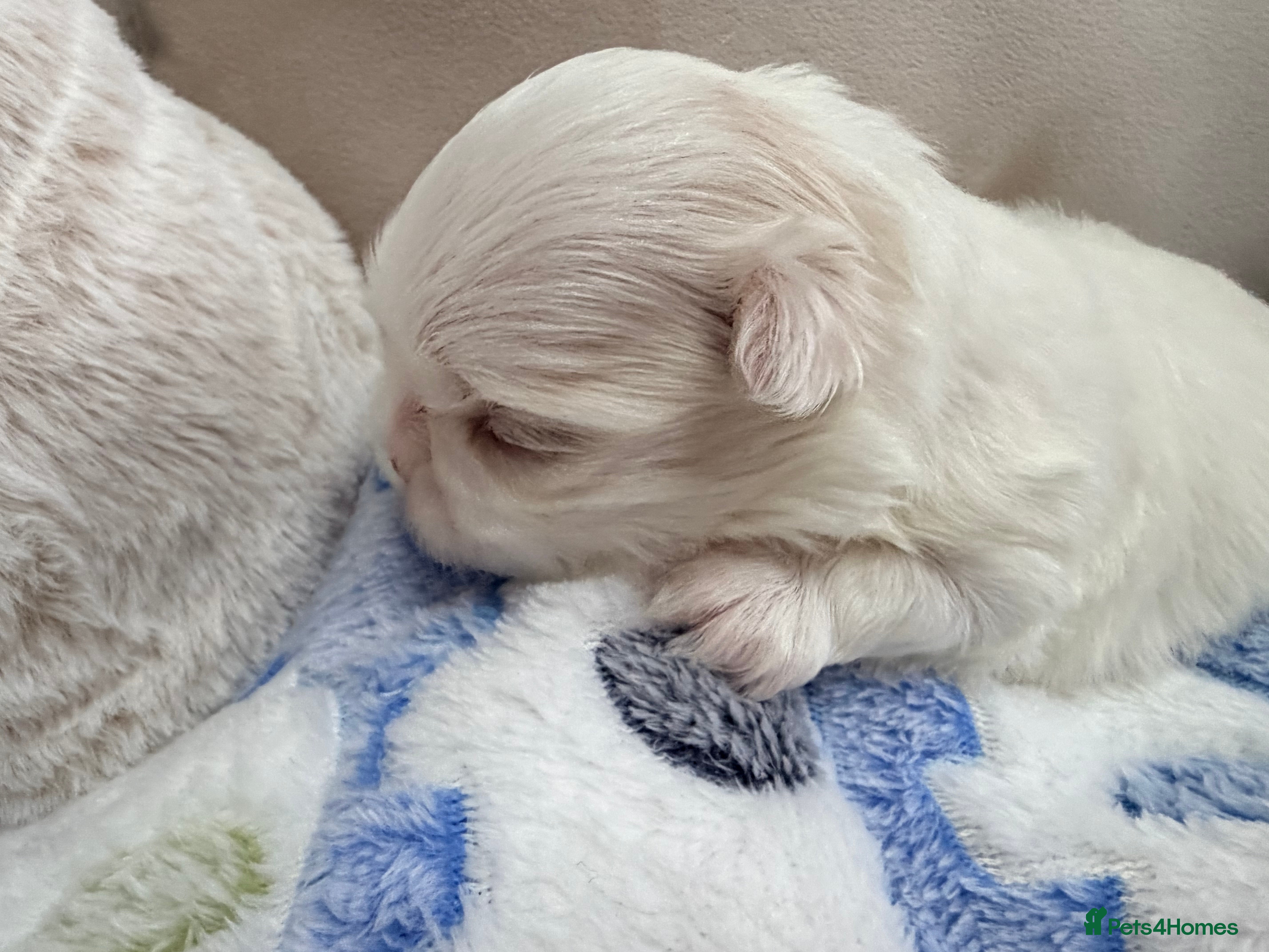 Maltese dogs Bambelina Full Korean Bloodline Maltese - Advert 14