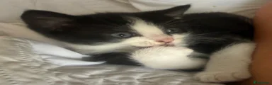 Mixed Breed Kitten 3