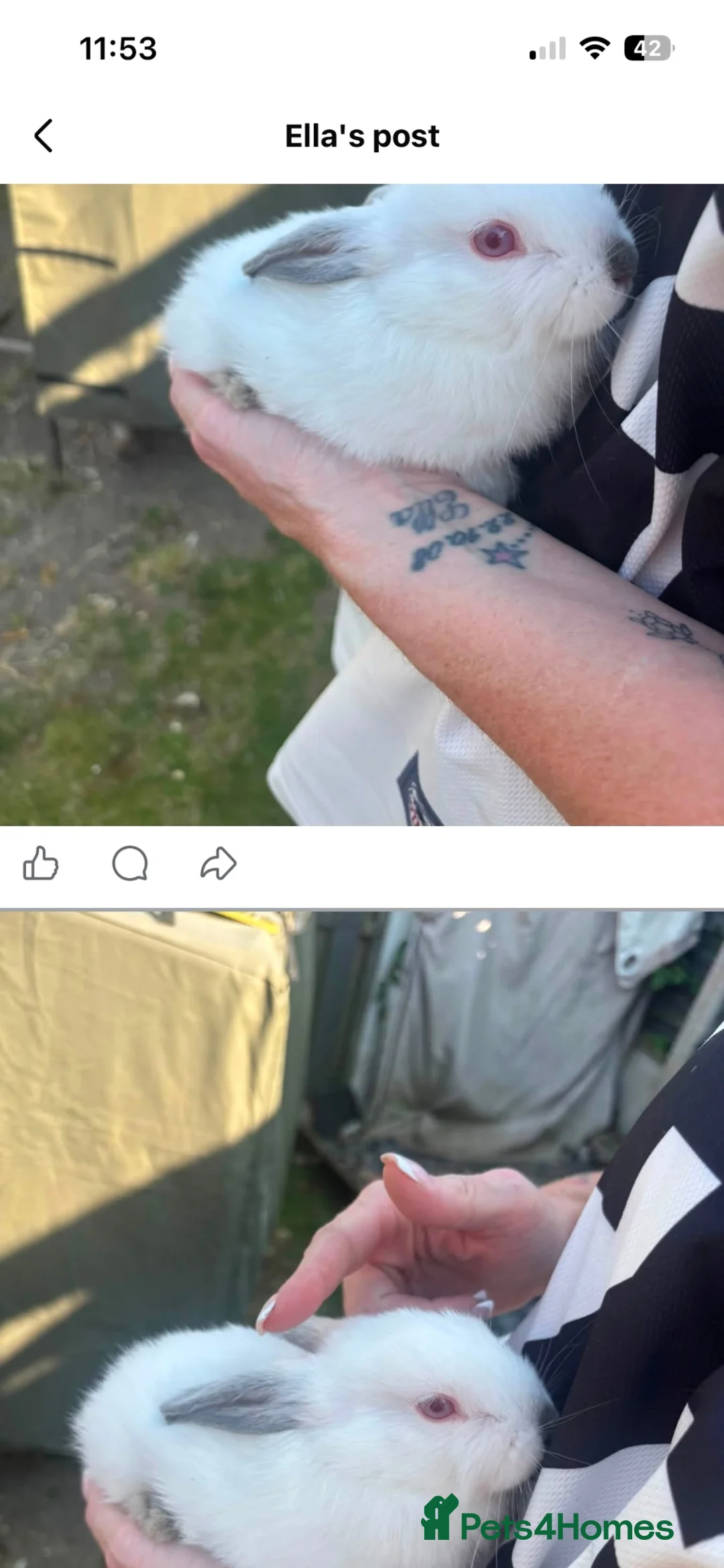 Mixed Breed rabbits for sale: Lionhead x lops  in Rotherham - Advert 2