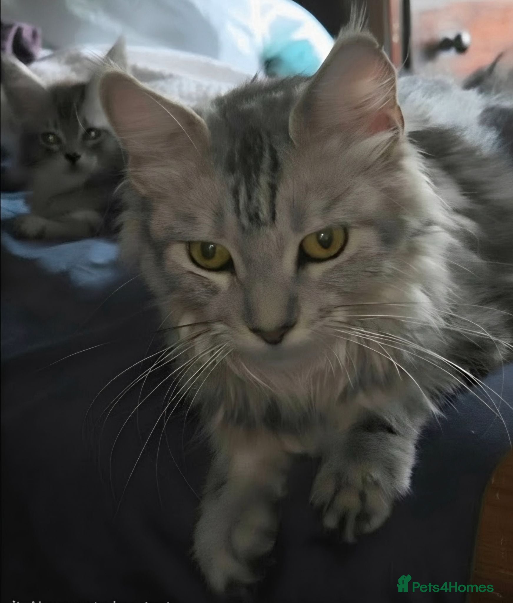Maine Coon cats Maine Coon Kittens for Sale - Advert 2