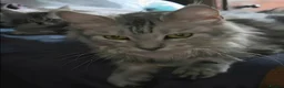 Maine Coon cats for sale: Maine Coon Kittens for Sale - Advert 6