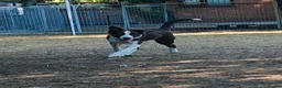 Border Collie dogs for sale: Stunning 5 month old red and white border collie - Advert 4