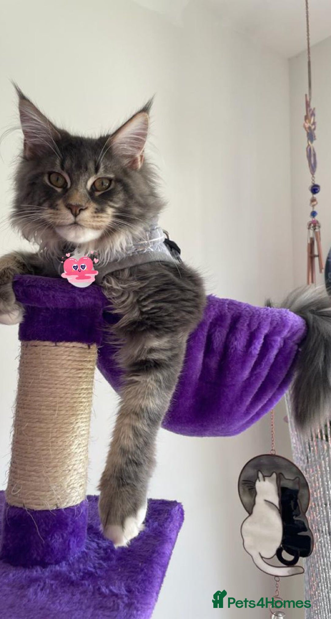 Maine Coon cats for stud: Champion Blue silver Maine Coon TICA GCCF Pedigree in Irvine - Advert 5