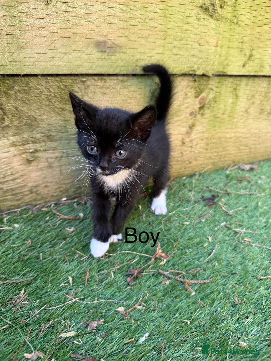 Mixed Breed cats for sale: Lovely kittens  - Advert 2
