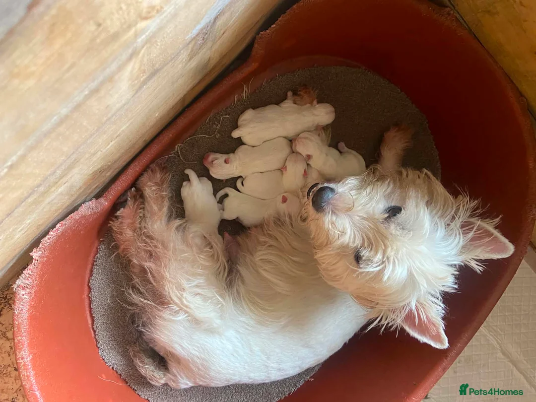 West Highland Terrier dogs for sale: 6 gorgeous puppies for sale  - Advert 6