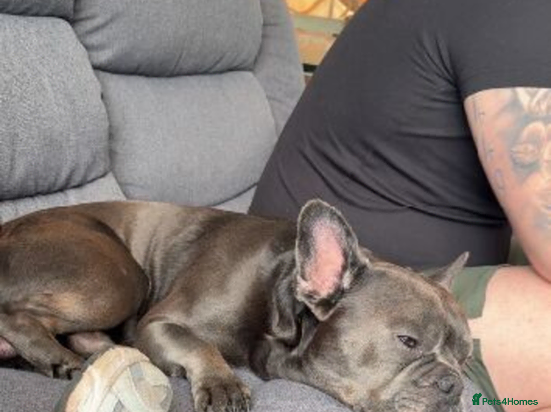 French Bulldog dogs for sale: french bulldog - Advert 1