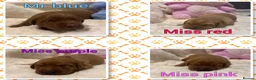 Labrador Retriever dogs for sale: 🐶 KC REGISTERED LABRADOR PUPPIES DUE SOON 🐶 - Advert 1