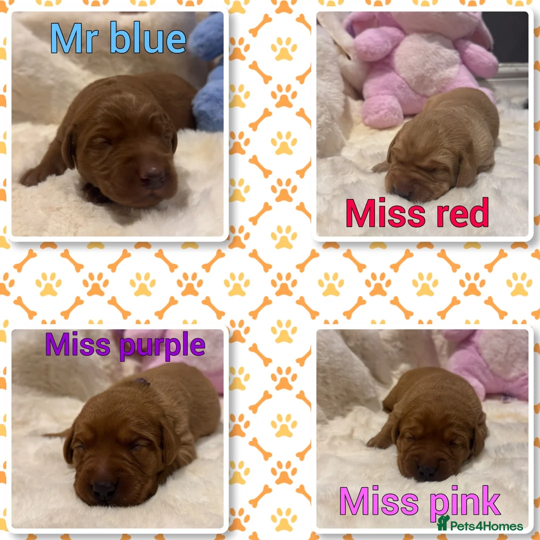 Labrador Retriever dogs for sale: 🐶 KC REGISTERED LABRADOR PUPPIES DUE SOON 🐶 - Advert 1