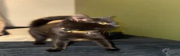 Mixed Breed cats for sale: Female kitten  in Leeds - Advert 5