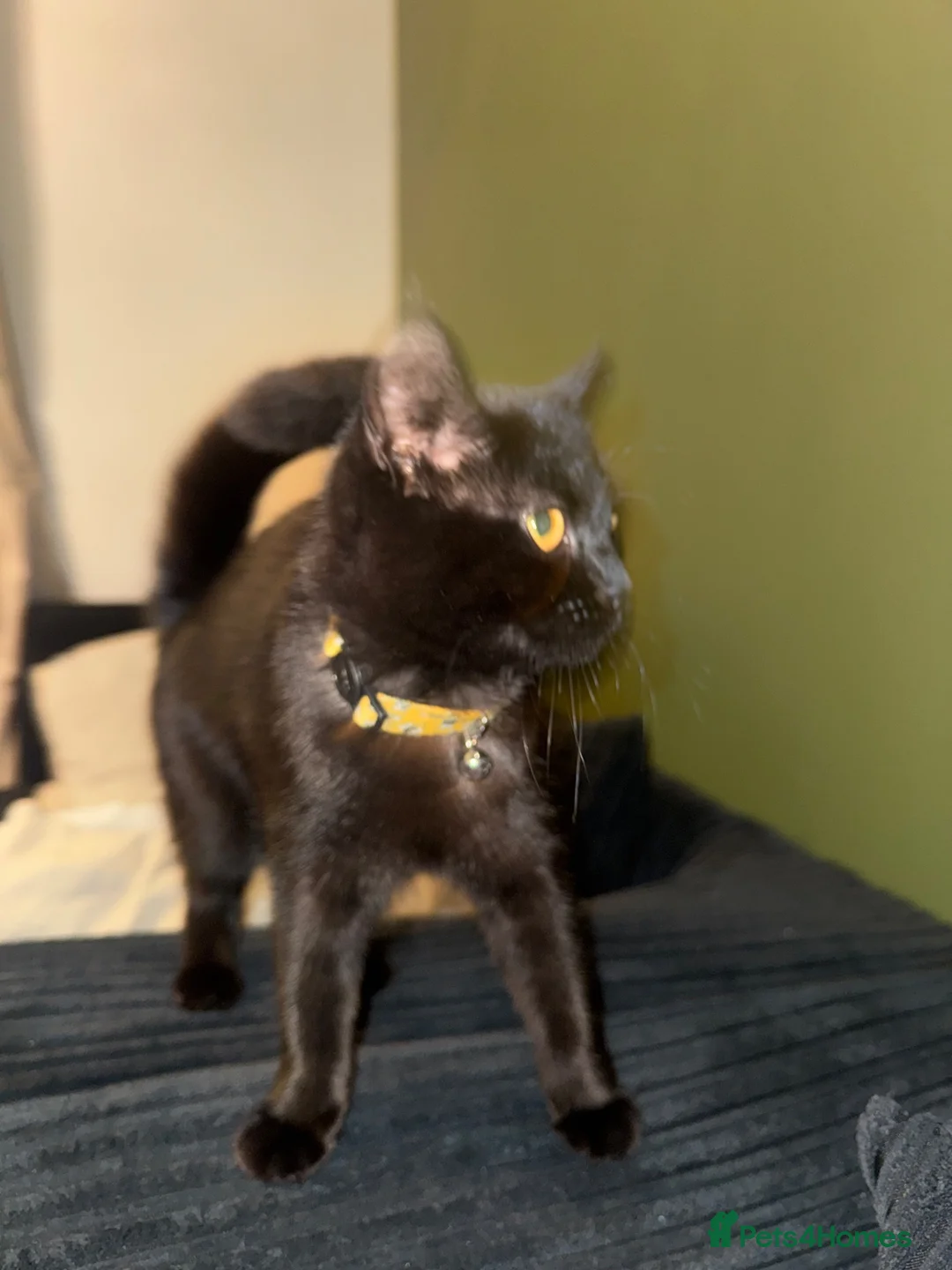Mixed Breed cats for sale: Female kitten  in Leeds - Advert 5