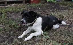 Mixed Breed dogs for adoption: 💙🐶 BOB 🐶💙 - Image 13