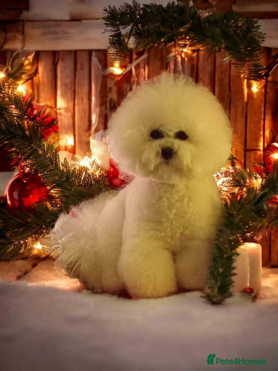 Bichon Frise dogs for sale: Bichon Frise puppies - Advert 6