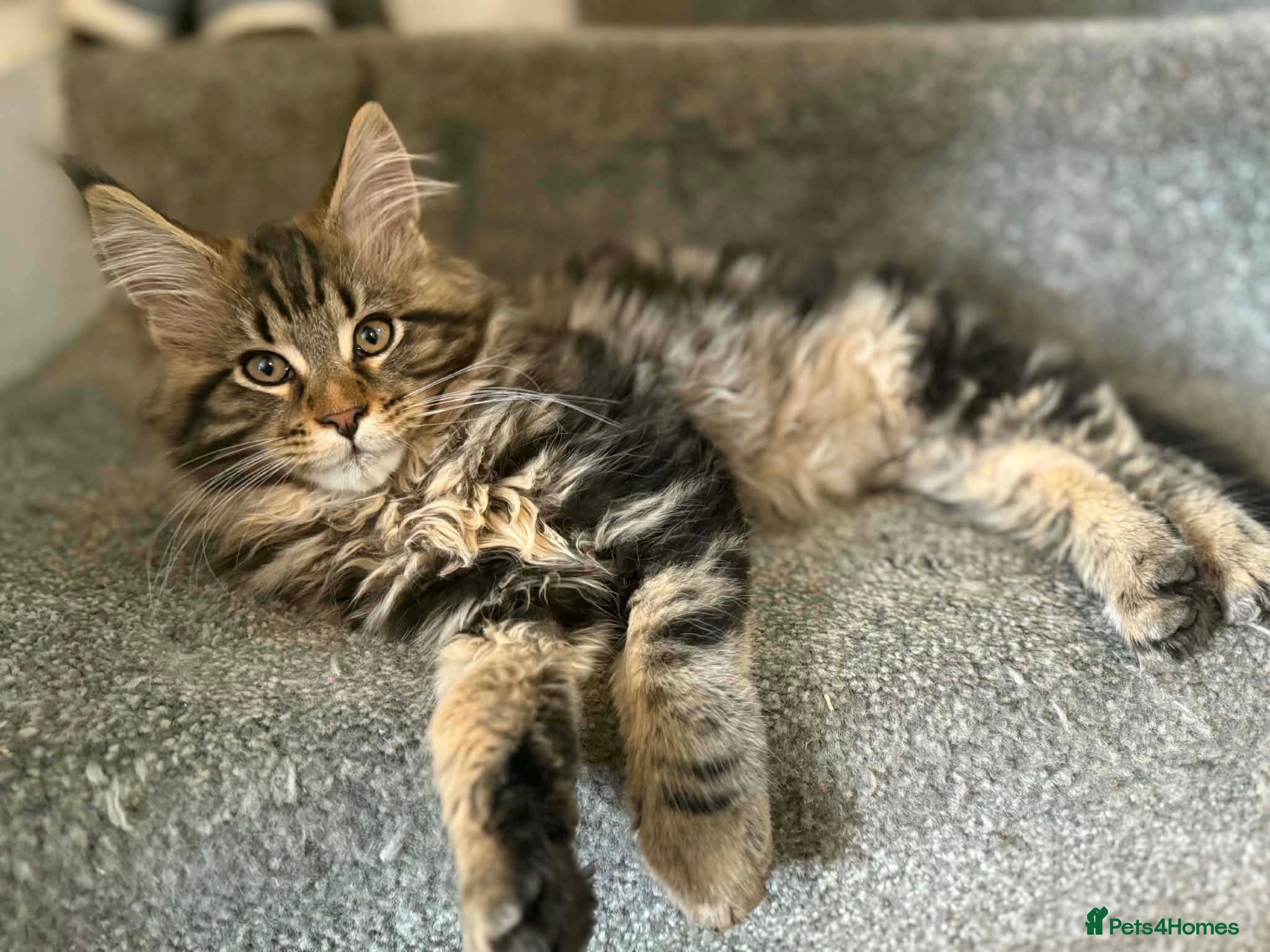 Maine Coon cats GCCF Silver Classic Maine Coon Kittens - Advert 18