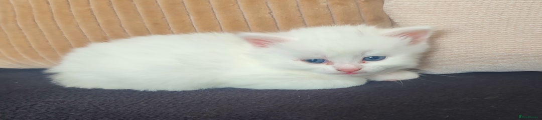 Siberian Kitten 2