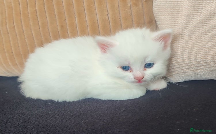 Siberian cats - Advert 1