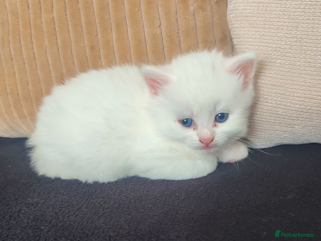 Siberian cats for sale: 4 kittens for sale 💘💖 - Image 1