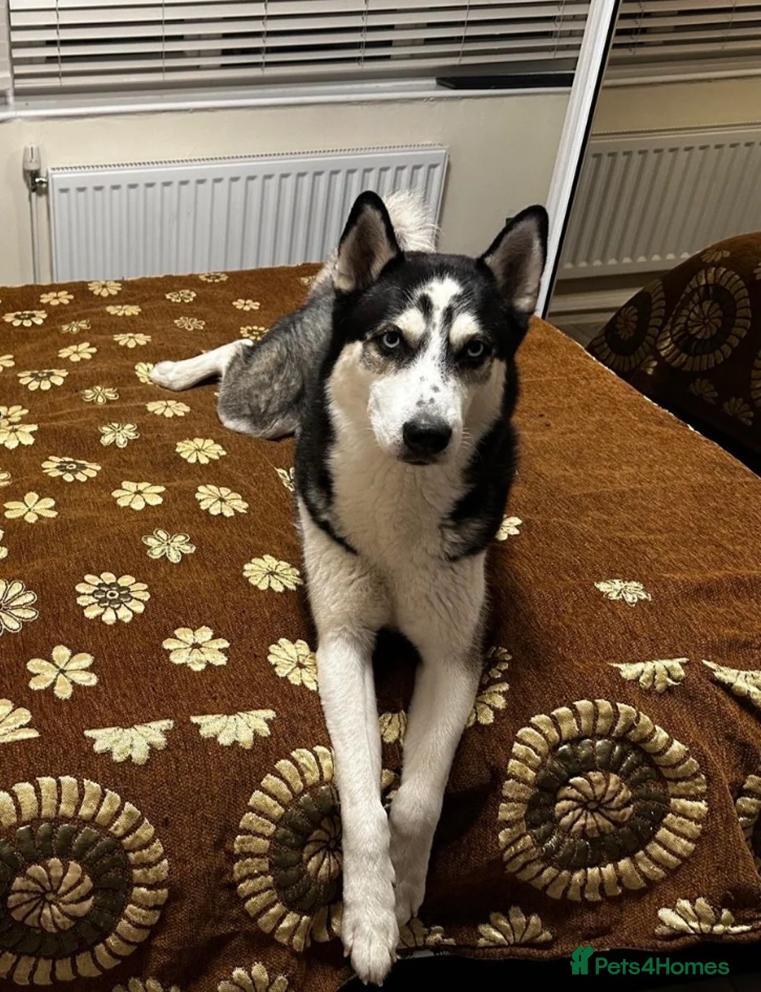 Siberian Husky dogs for stud: Zeus Siberian husky  - Advert 8