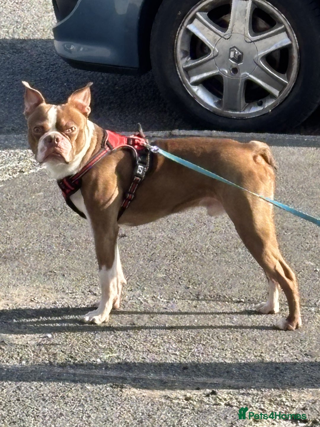 Boston Terrier dogs for stud: Gizmo - Advert 1