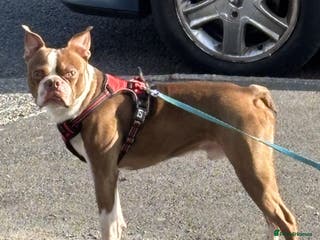 Boston Terrier dogs Gizmo - Advert 1