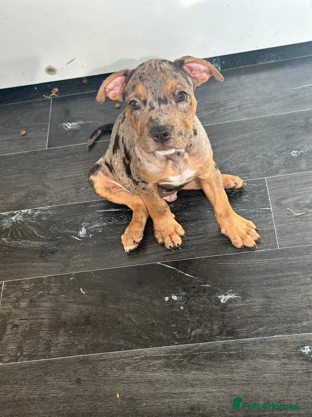 American Bulldog dogs for sale: Stunning Standard American Bulldog Puppies - Image 16