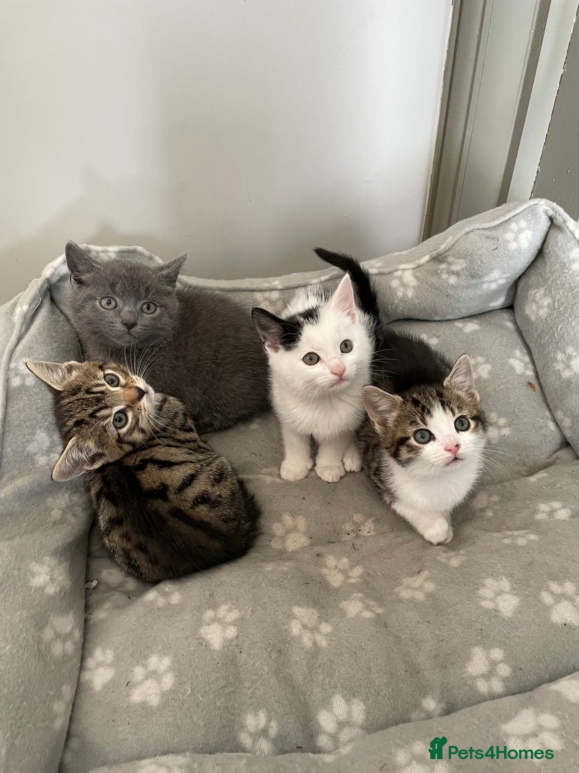 British Shorthair cats 4 x kittens ready to leave now  - Advert 3