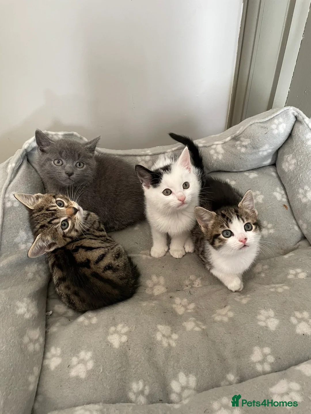 British Shorthair cats for sale: 4 x kittens ready to leave now  - Advert 1