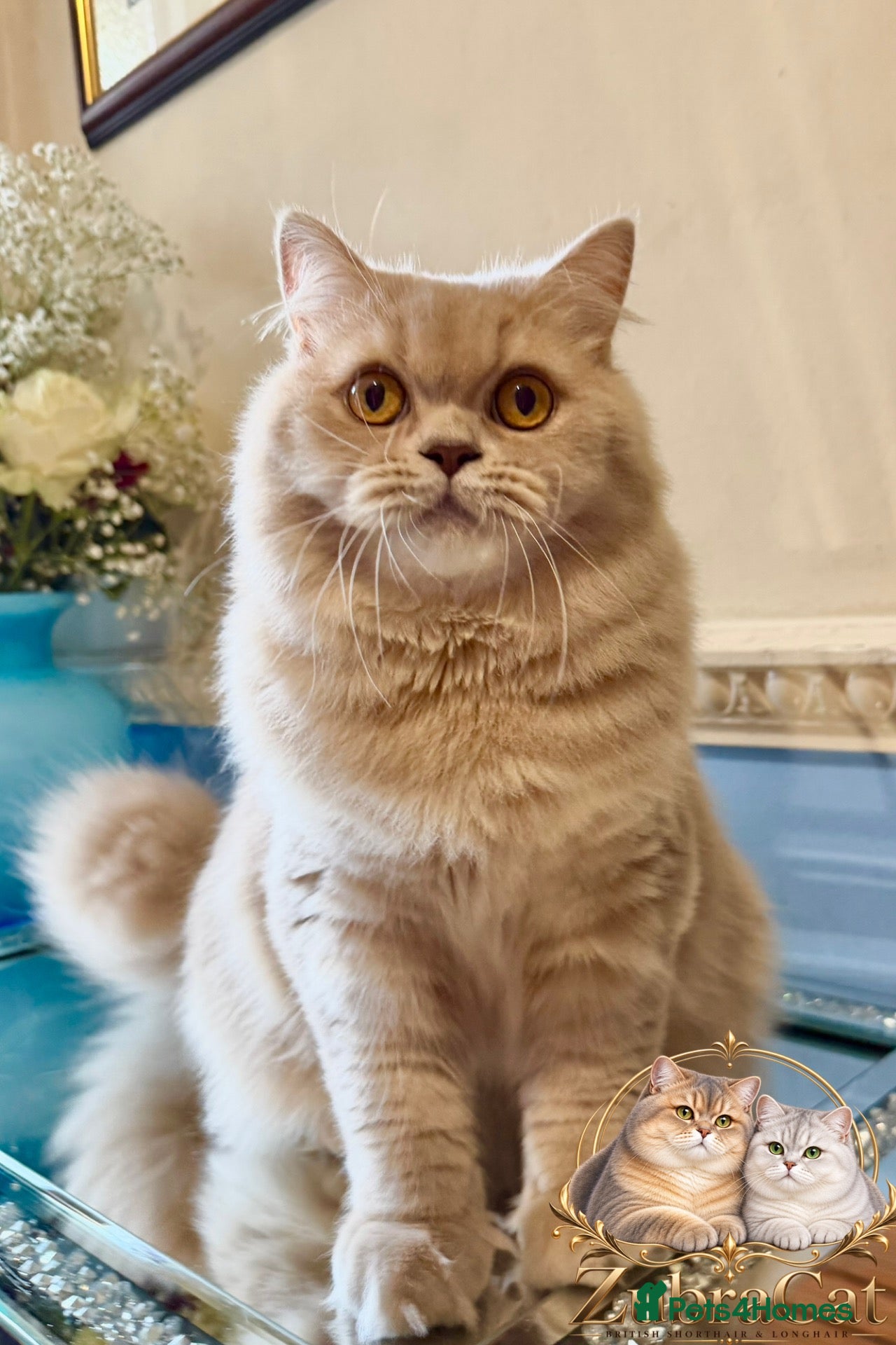 British Longhair cats ⭐️GCCF BLH Golden Lilac Girl💝 - Advert 1