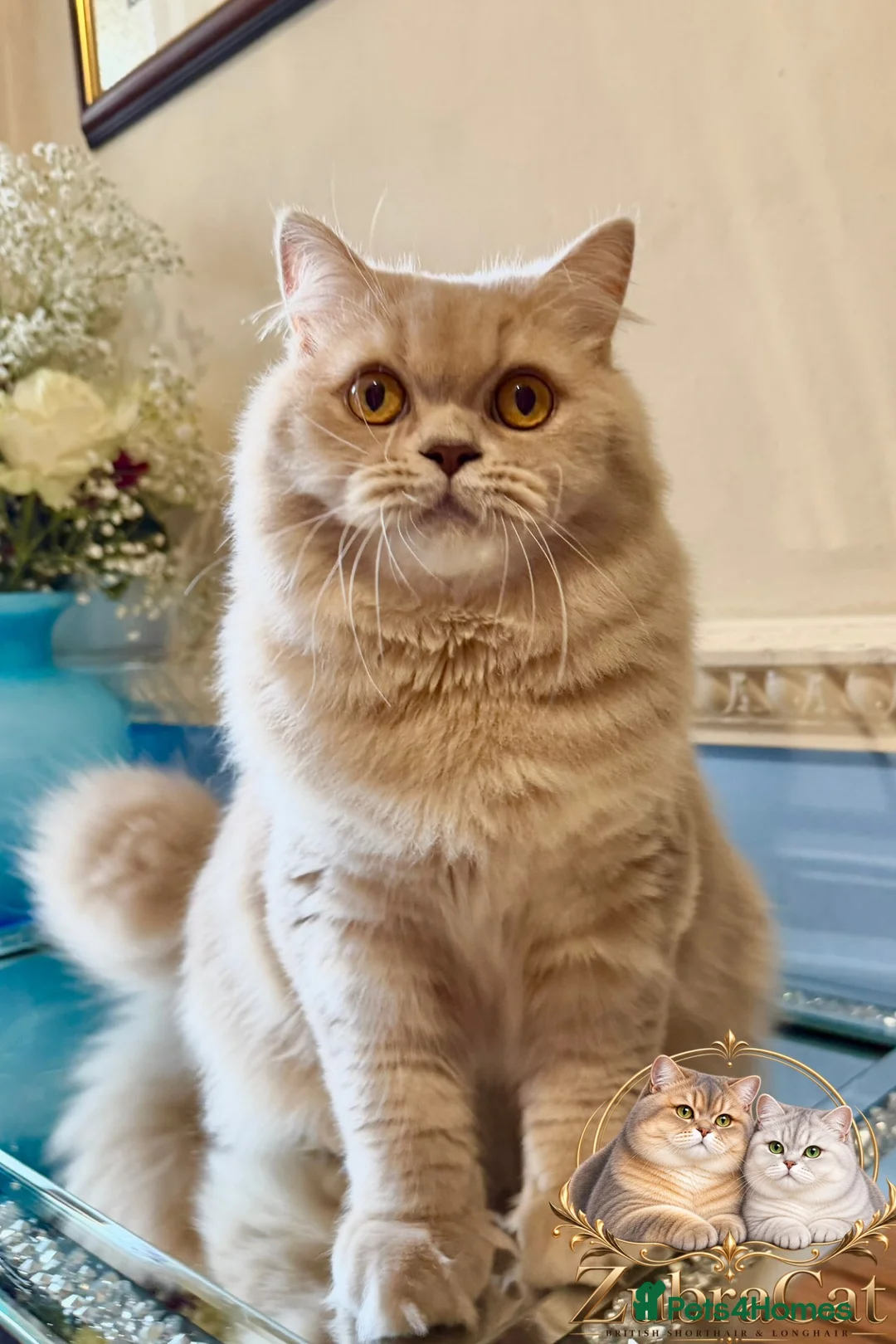 British Longhair cats for sale: ⭐️GCCF BLH Golden Lilac Girl💝 - Advert 1