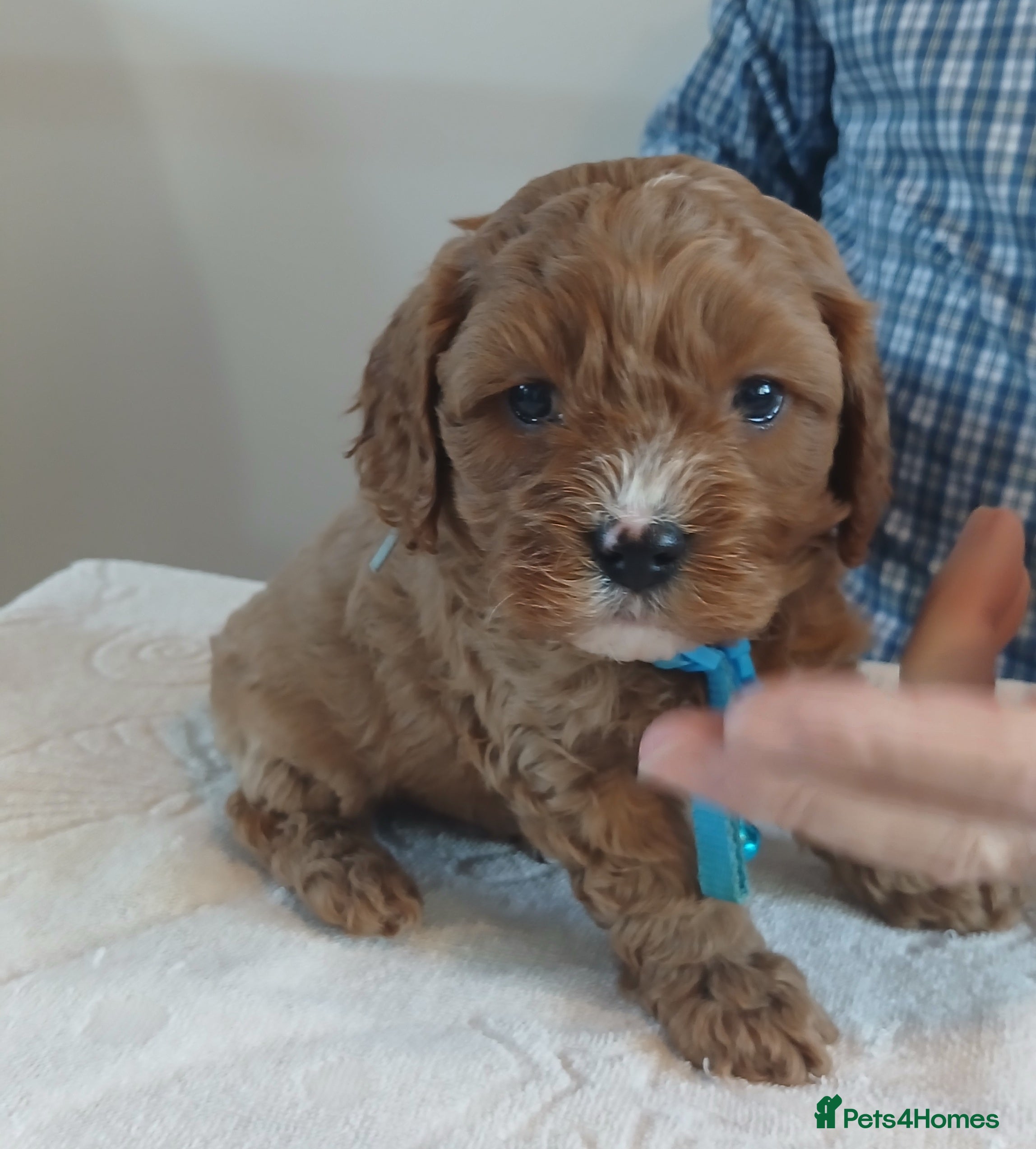Cavapoo dogs for sale: F1 CAVAPOO PUPPIES  - Advert 2