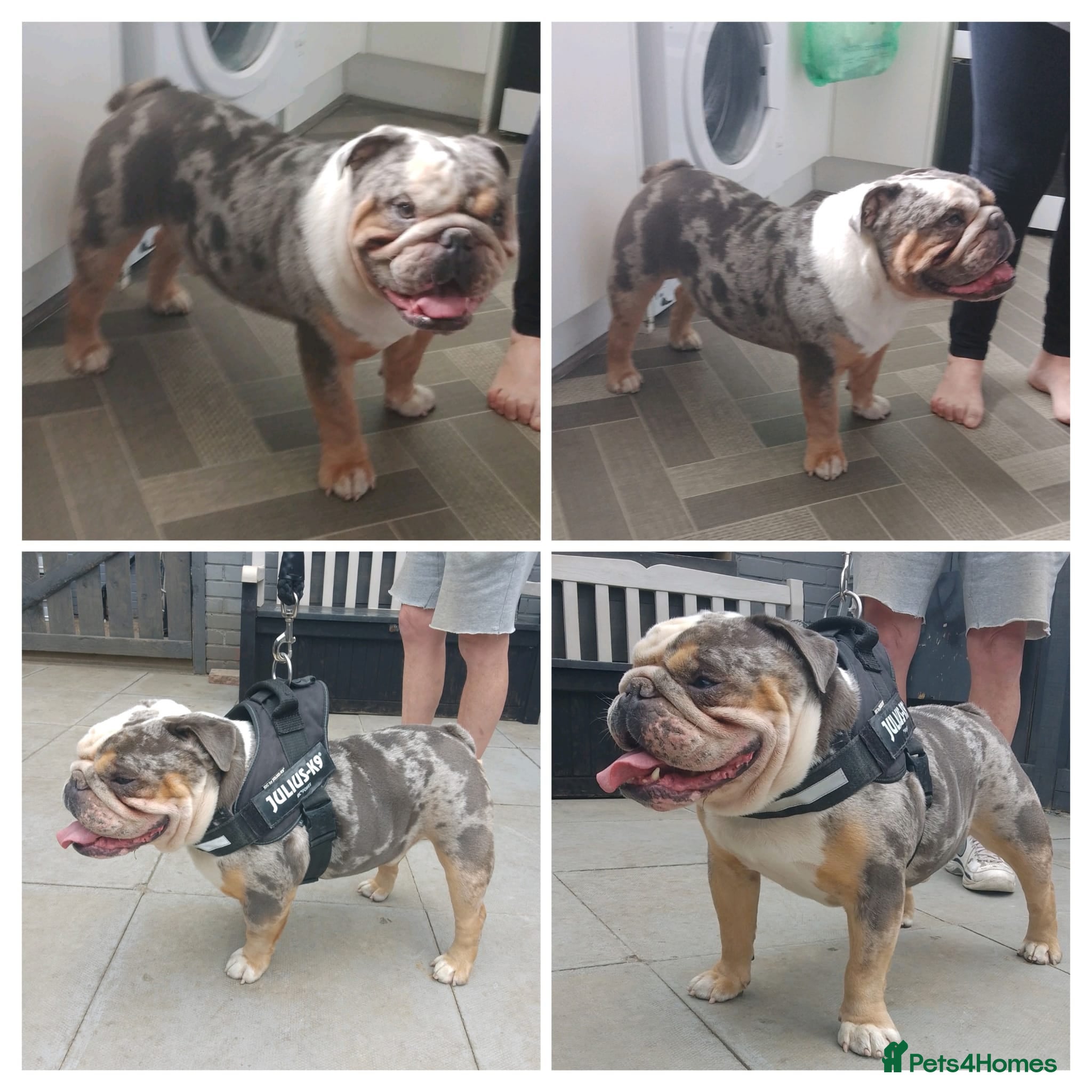 English Bulldog dogs English bulldog male - Advert 4