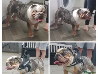 English Bulldog dogs English bulldog male - Advert 7