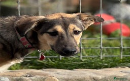 Mixed Breed dogs for adoption: MOCHI – a Superb young Girl for a Loving Home - Advert 4