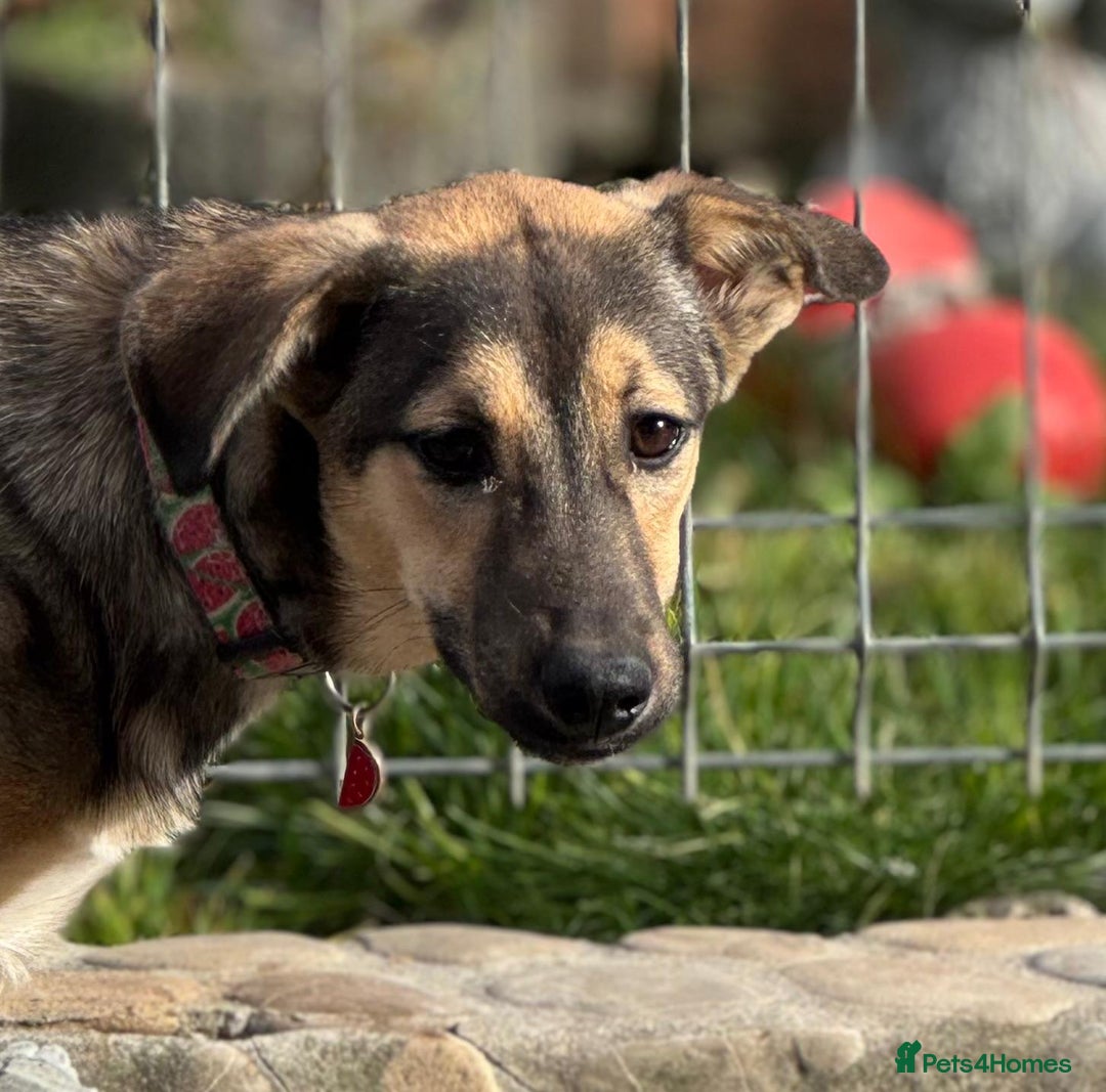 Mixed Breed dogs for adoption: MOCHI – a Superb young Girl for a Loving Home - Advert 4