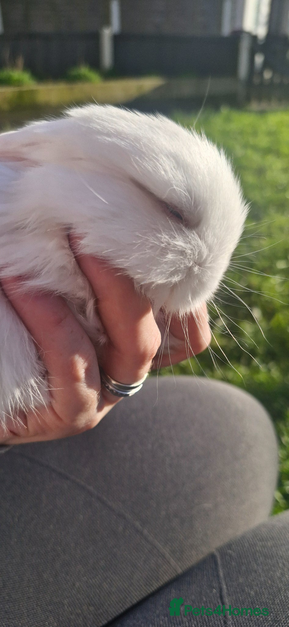 Mini Lop rabbits Mini lop for sale - Advert 1